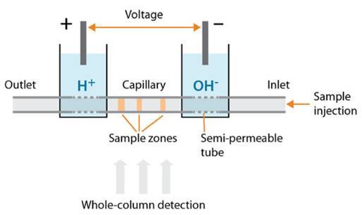 ATA-7050毛細管電泳功率放大器如何進(jìn)行毛細管電泳實(shí)驗
