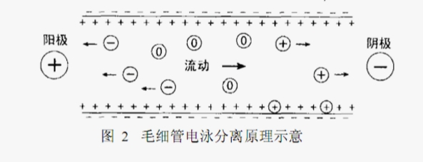 ATA-7050毛細管電泳功率放大器如何進(jìn)行毛細管電泳實(shí)驗