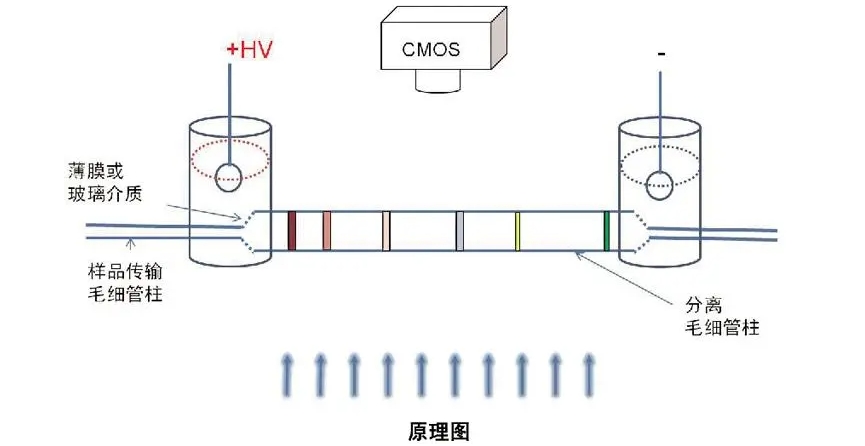 高壓放大器應用領(lǐng)域分享：介電電泳(DEP)技術(shù)的具體應用