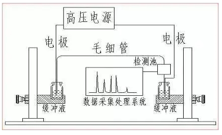 ATA-7050毛細管電泳功率放大器如何進(jìn)行毛細管電泳實(shí)驗